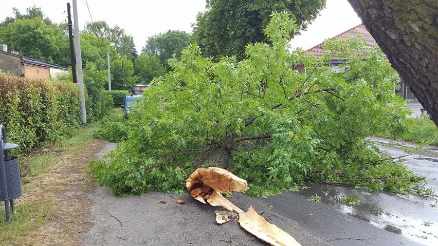 W Czeladzi drzewo przewróciło się na ulicę Nowopogońską i...