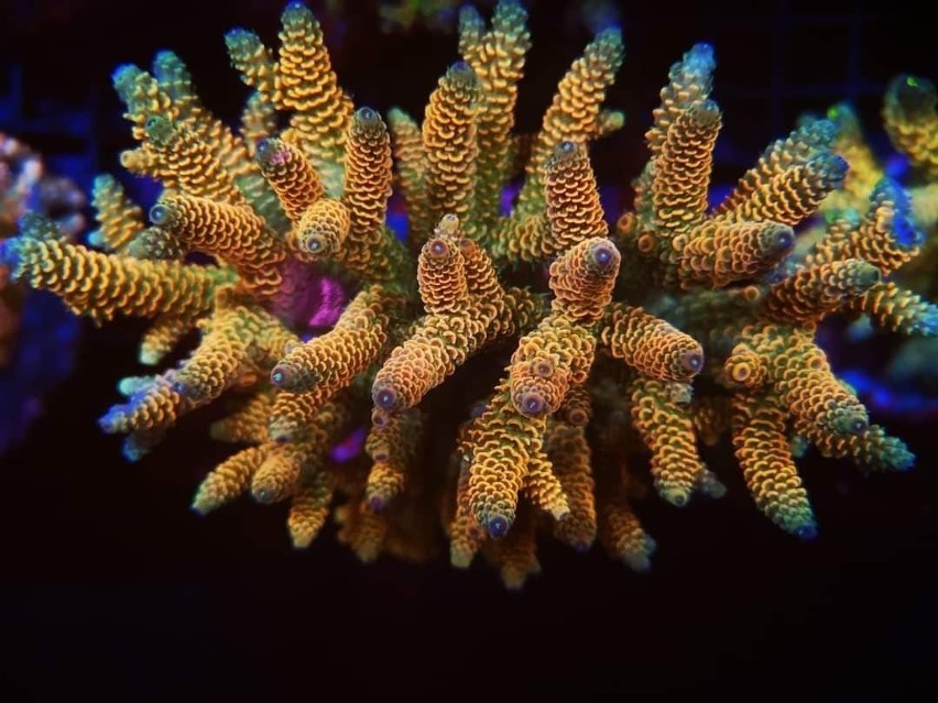 Crazy Coral Żołędowo. Dla fanów akwarystyki morskiej. Szalony biznes kwitnie na rafach koralowych [piękne zdjęcia i wideo]