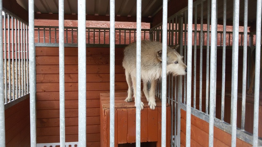 Zwierzaki ze schroniska w Mysłowicach