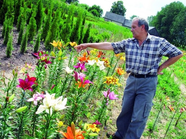 Andrzej Berner z dumą prezentuje zasadzone tej wiosny odmiany. Doglądaniu swoich lilii poświęca praktycznie cały wolny czas.