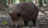 Na razie dziki są spokojne. Rząd nie przyjął projektu dot. budowy płotu wzdłuż wschodniej granicy