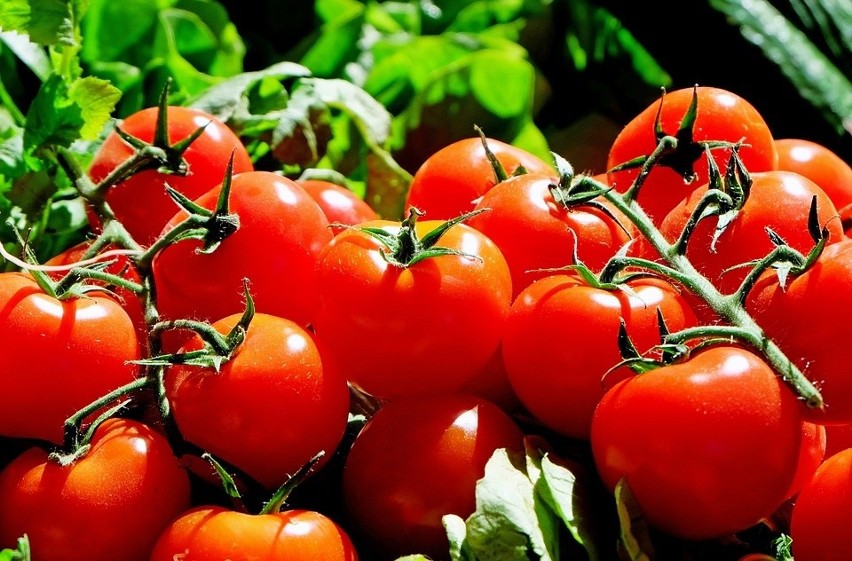 Za właściwości lecznicze pomidorów odpowiada ich naturalny...