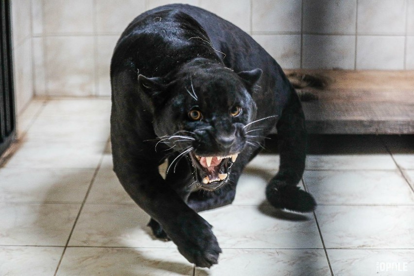 W opolskim zoo zamieszkała jaguarzyca Yana.