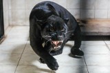 Ten przepiękny kot to jaguarzyca Yana. Właśnie zamieszkała w opolskim zoo