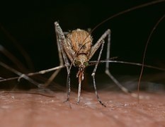 W Kostrzynie będą opryski m. in. przeciw komarom.