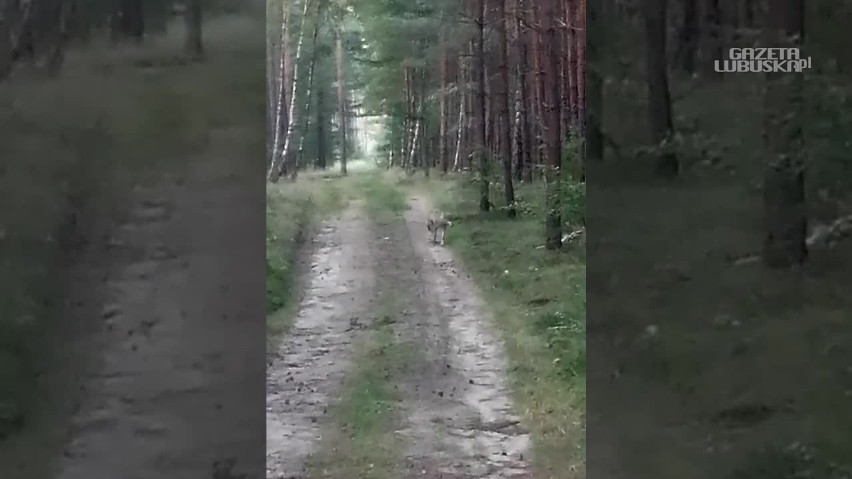 Wilk napotkany w pobliżu Starościna.