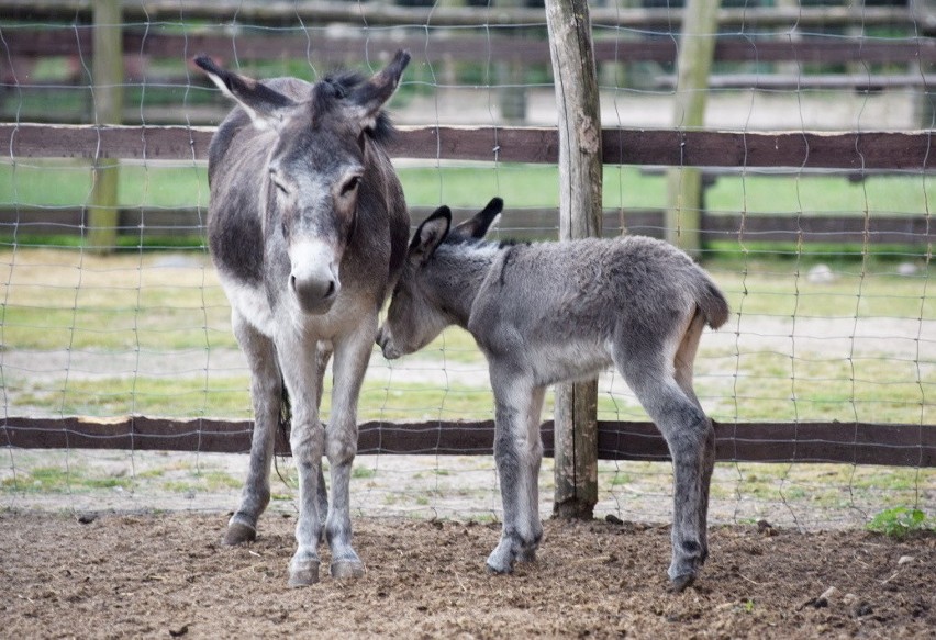 Mini Zoo w Mostkach ma nowych mieszkańców!