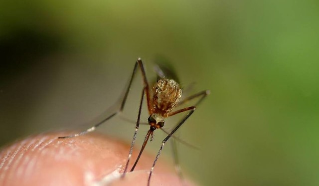 Inwazja komarów nie ustępuje. Kiedy się skończy?