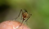 Inwazja komarów nie ustępuje. Jak z nimi walczyć?