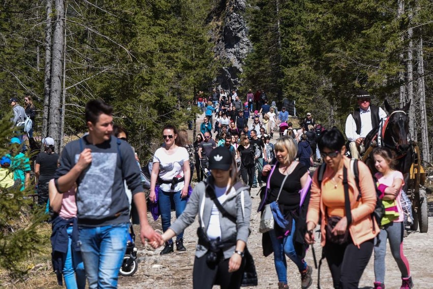 Tatry: Kilkadziesiąt tysięcy ludzi poszło oglądać krokusy. Padnie rekord frekwencji [GALERIA]