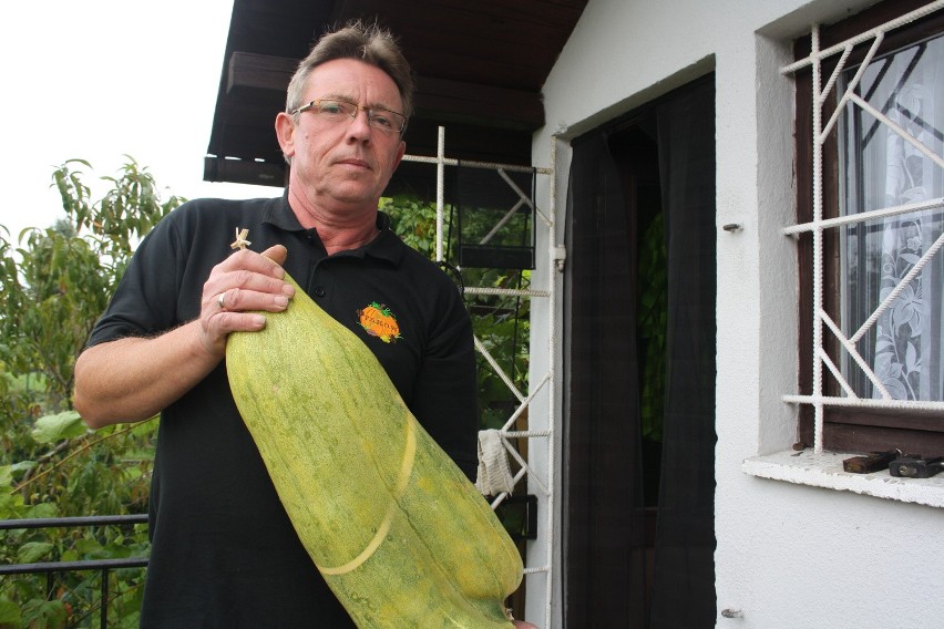 Raciborzanin od kilku lat hoduje gigantyczne warzywa....