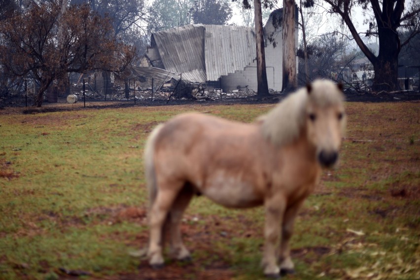Australia: Pożary buszu mogą trwać jeszcze wiele miesięcy. Giną ludzie i zwierzęta [ZDJĘCIA] [WIDEO]