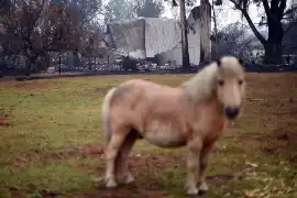 Australia: Pożary buszu mogą trwać jeszcze wiele miesięcy. Giną ludzie i zwierzęta [ZDJĘCIA] [WIDEO]