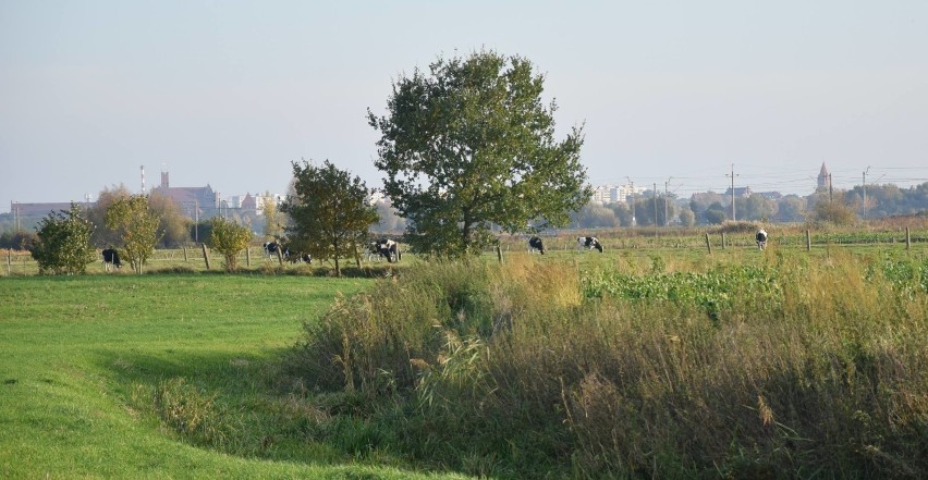 Rolnicy boją się... deszczu, a wszystko przez zarośnięty kanał. Gdzie indziej "harcują" bobry