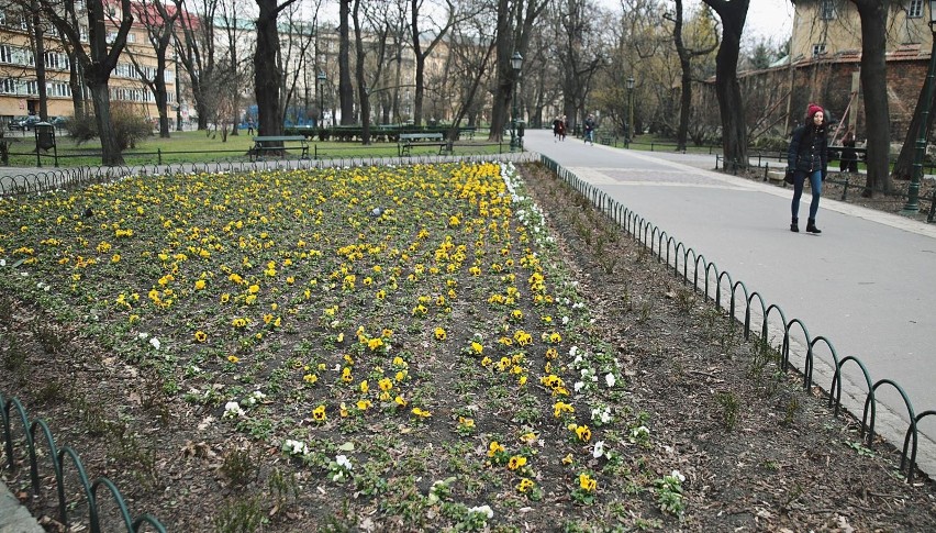 Planty to symbol i wizytówka Krakowa już od blisko 200 lat....