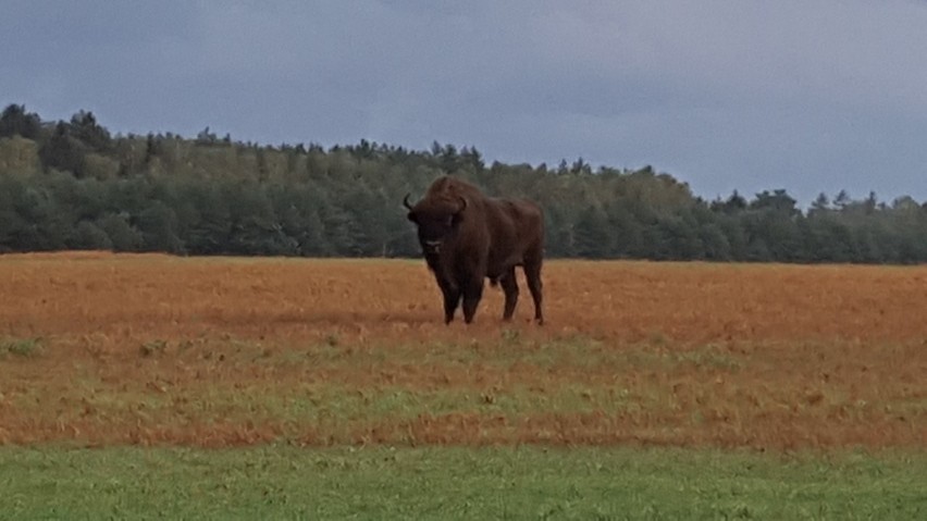 W poniedziałek w godzinach porannych około godz. 6.30 na...