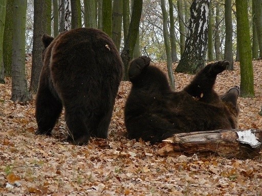 Zoo nad Maltą czynne jest 365 dni w roku. A to oznacza, że w święta możemy się tam wybrać na spacer. Może to być doskonała okazja, by odwiedzić misie, które kilka tygodni temu zamieszkały w Poznaniu. Można też zajrzeć do słoni. Zoo czynne będzie w godzinach od 9 do 16 (kasa i słoniarnia do 15). Bilety w promocyjnej cenie: 8 zł!