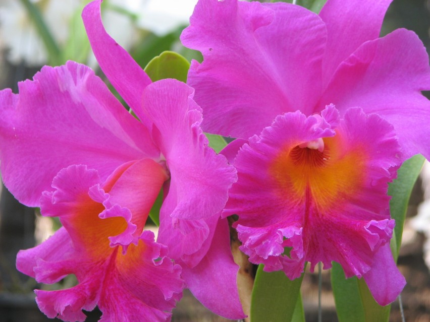 Katleje (Cattleya)...