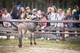 Kup bilet na później, pomóż zwierzętom w zoo Doliny Charlotty