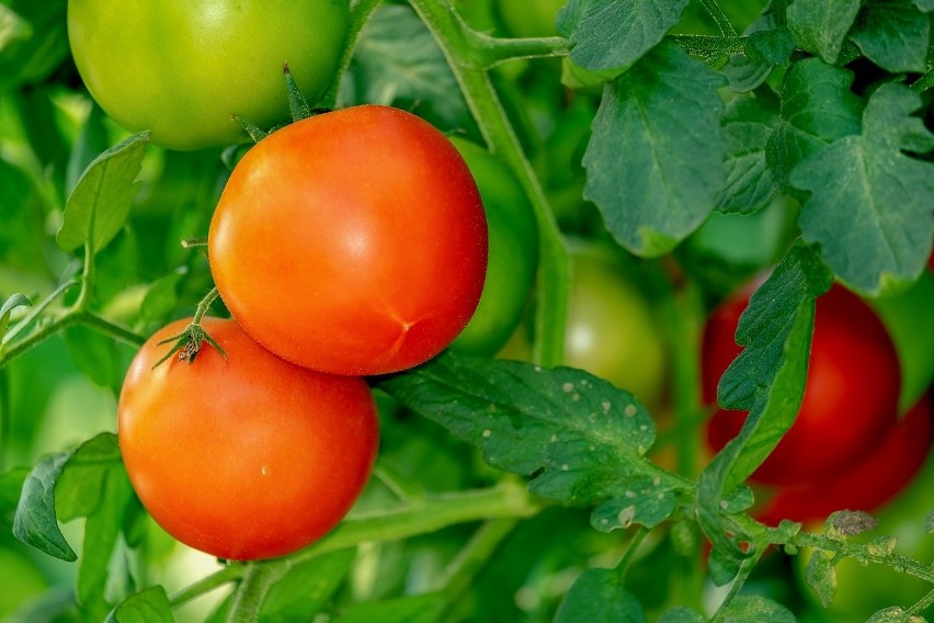 Uprawa pomidora z rozsady umożliwia skrócenie okresu wzrostu...