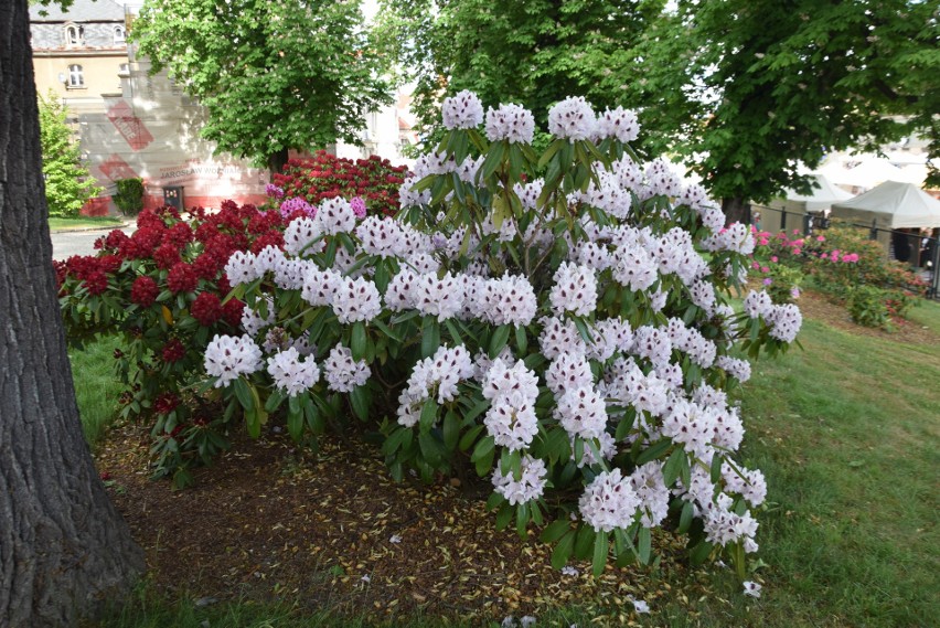 Zamek pszczyński i rododendrony...