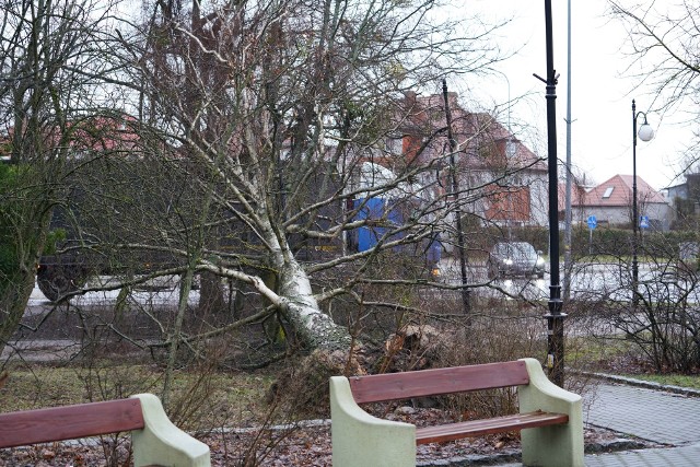 Powalone drzewa, brak prądu, uszkodzone budynki to efekt nocnej wichury w Miastku i okolicy. Niestety, ciągle wieje i na dodatek pada deszcz.