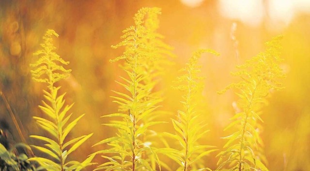 Czas na botaniczne porządki. Nawłoci rośnie u nas kilka gatunków. Najczęściej widywane to kanadyjska, późna i pospolita. Julian Tuwim zapewne miał na myśli nawłoć pospolitą 