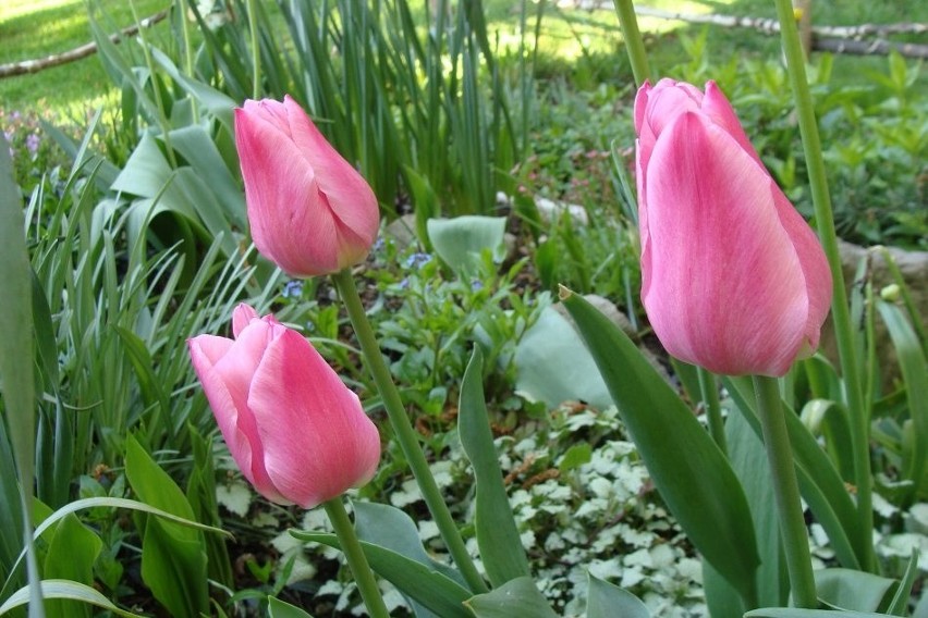 Tulipany sadzimy pod koniec września.