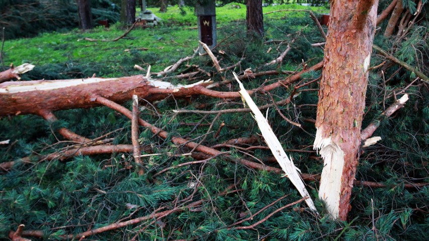 Piwniczna. 40 sekund horroru. Dobę po katakliźmie zniszczony las przeraża [ZDJĘCIA]