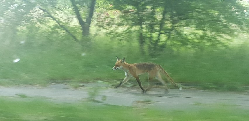 Dzikie zwierzęta w mieście. Na naszych ulicach coraz częściej można spotkać jeże, lisy, kuny ZDJĘCIA