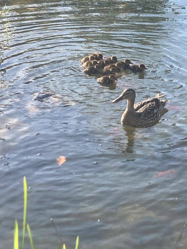 Wiosna w Kobylnicy. Na przydomowym oczku wodnym wykluły się dzikie kaczki