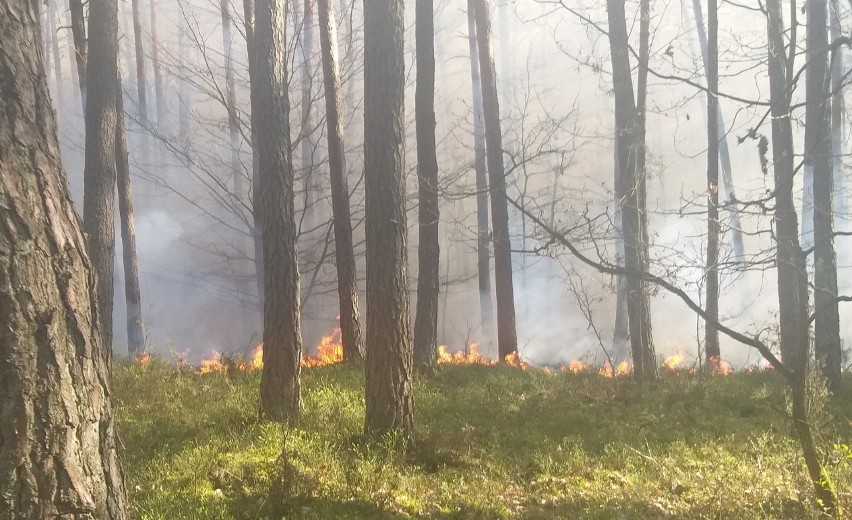 To był już drugi pożar w ciągu doby w tym samym leśnictwie.