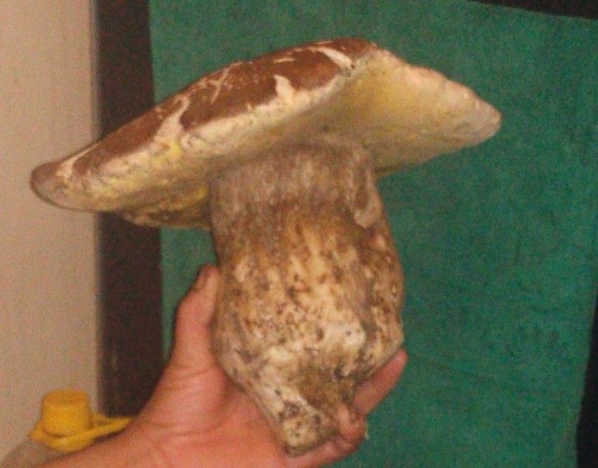 Podozierany. Borowik gigant ważył 1,2 kg (zdjęcia)