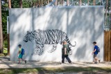 Nowe Zoo Poznań: Nowa tygrysiarnia budzi zachwyt poznaniaków. Uratowane tygrysy Gogh i Kan mają nowy dom