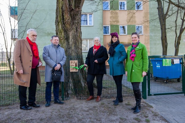 Od pierwszego dnia wiosny - 21 marca 2022 r. - swoją tabliczkę ma pierwsze Bydgoskie Drzewo Roku, kt&oacute;rym jest topola czarna na osiedlu Błonie. W odsłonięciu tabliczki uczestniczyli: Honorata Karolewska - mieszkanka osiedla Błonie, kt&oacute;ra zgłosiła drzewo do konkursu; Tadeusz Stańczak - prezes zarządu BSM, a także J&oacute;zef Herold - pomysłodawca konkursu na Bydgoskie Drzewo Roku wraz z zarządem MODrzewia: przewodniczącą Marzeną Błaszczyk i wiceprzewodniczącą Emilią Czekałą