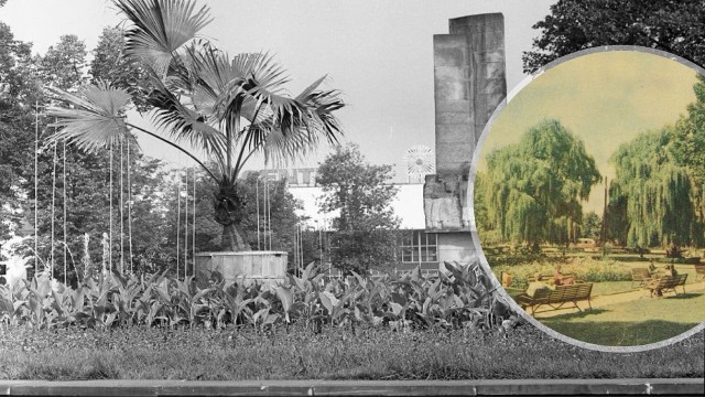 Te niesamowite fotografie pokazują, jak kiedyś wyglądał plac Bohaterów w Zielonej Górze. Kojarzycie palmy, drzewa, krzewy? Było tego więcej! Zobaczcie ZDJĘCIA >>>