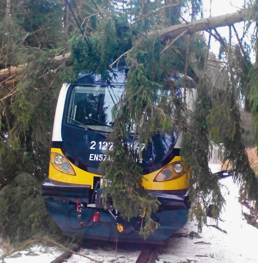 Drzewo spadło na tory i poważnie uszkodziło pociąg Kolei...