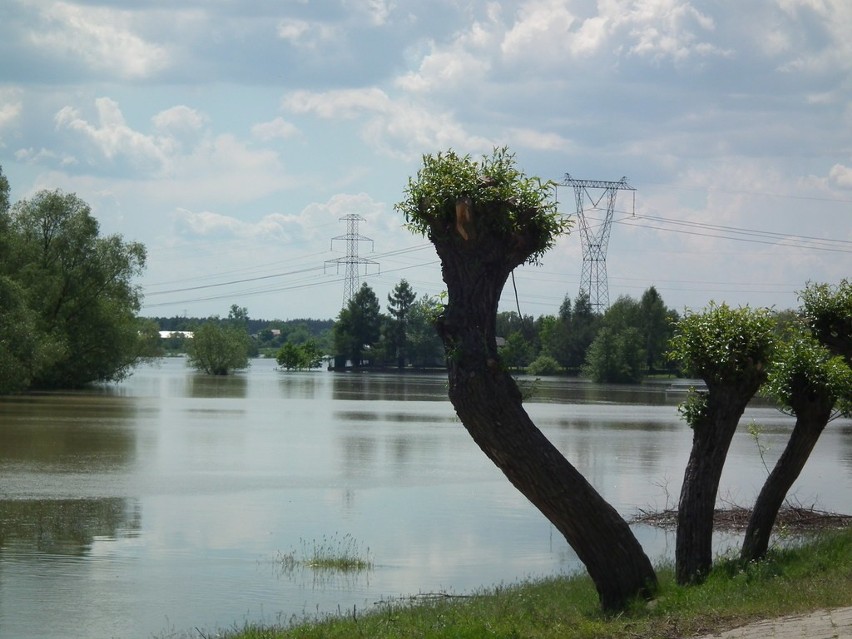 Powódź nad Wisłą: w powiecie kozienickim największe szkody wyrządziły... bobry (wideo, zdjęcia)