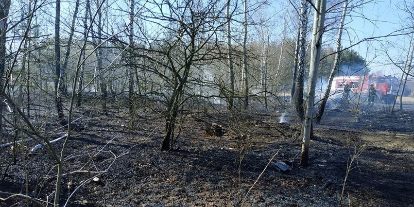 Pożar lasu i płonące trawy w gminie Secemin (ZDJĘCIA)