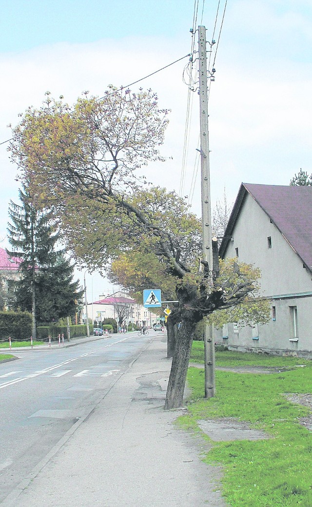 Tak wyglądają obecnie drzewa przy ul. Górny Bór