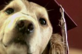 Pies przewodnik pomógł skończyć jej liceum. Razem odebrali dyplom (wideo)