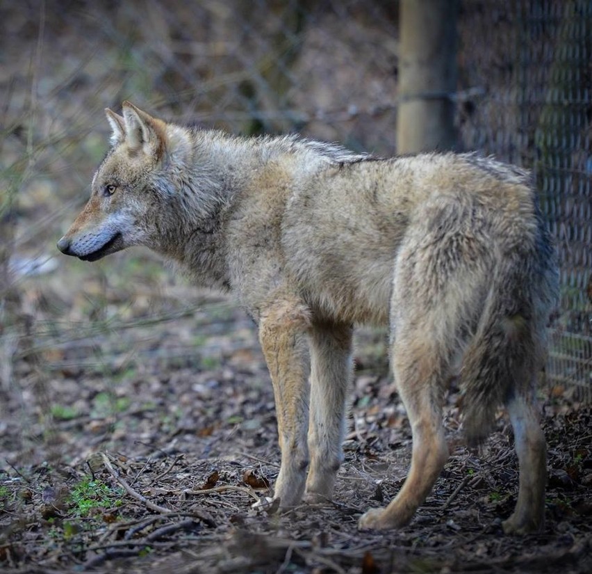 Nowe Zoo: Z Austrii i Berlina przyjadą do nas wilki