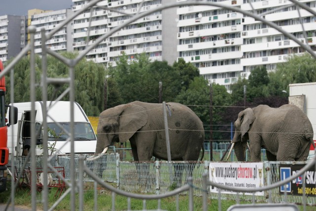 Słonie na osiedlu Tysiąclecia