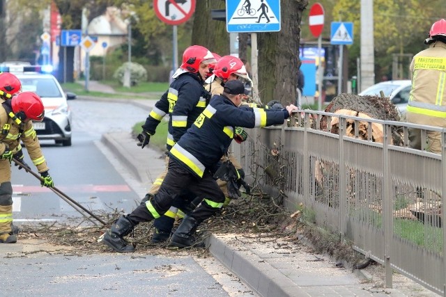 Strażacy otrzymali zgłoszenie o starym suchym drzewie rosnącym przy jezdni i chodniku