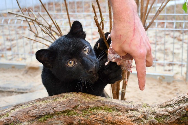 Do ZOO w Poznaniu trafiły dzikie koty. Już niedługo pojadą dalej w świat. Zajrzeliśmy na zaplecze poznańskiego ZOO