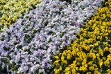 Kościerzyna. Wiosenne kwiaty na targu. Ile kosztują? Ceny wiosennych kwiatów. Jest drogo?