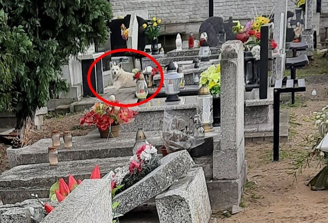 Biszkoptowy pies, sylwetką podobny do husky'ego, zadomowił się na cmentarzu w Bydgoszczy. - Jemu, oprócz miski z wodą i jedzeniem, potrzebne jest serce - mówią ci, którzy go kojarzą