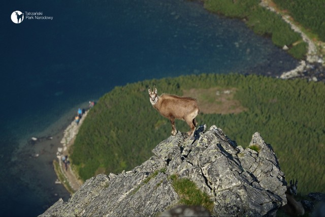 Przyrodnicy z Polski i Słowacji wspólnie liczyli kozice w Tatrach