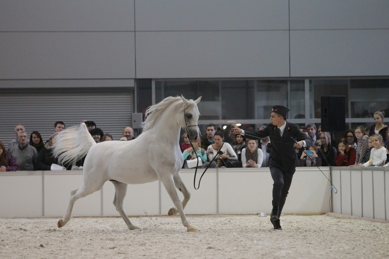 W sobotę podczas targów Cavaliada polskie stadniny koni...