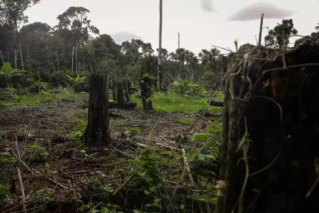 Czy uda się odwrócić negatywne trendy, zagrażające Amazonii?